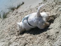 Klik op de foto voor groter formaat